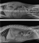 Colonne vertébrale normale de chat