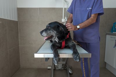 Nos services suivi des animaux seniors