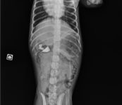 Corps étranger digestif chez un chien